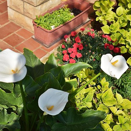 Flower Garden Rhapsody - Modern Family Apartments Near Fazana Exterior photo