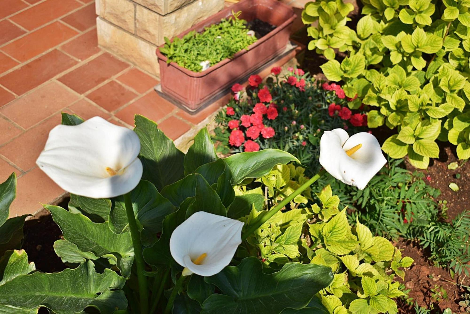 Flower Garden Rhapsody - Modern Family Apartments Near Fazana Exterior photo